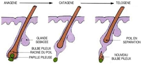 Cycle du poil